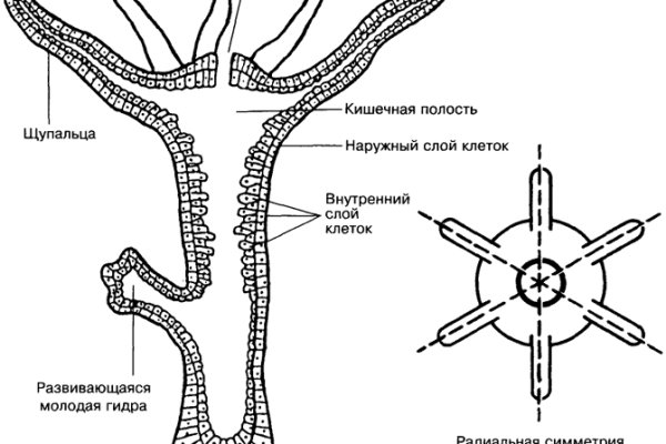 Kraken istand onion ссылка